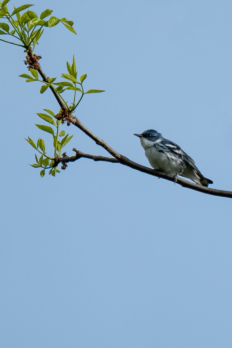 Cerulean Warbler - ML572294381