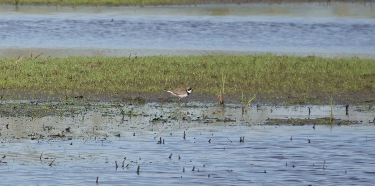 Semipalmated Plover - Keith Dieroff