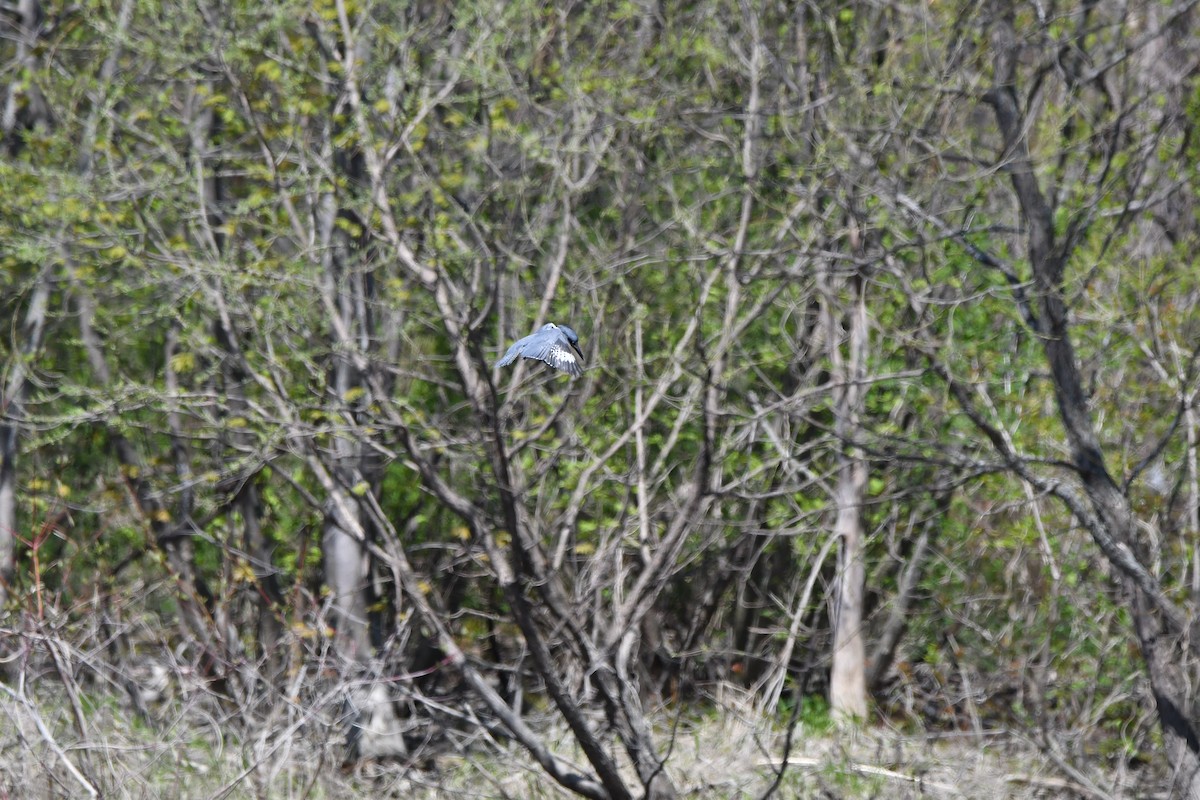 Belted Kingfisher - ML572297231