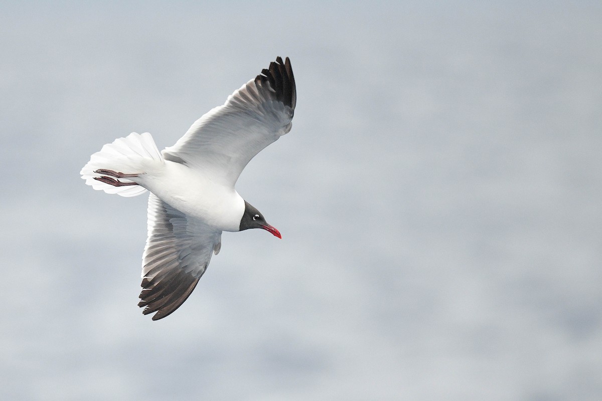 Laughing Gull - ML572297331