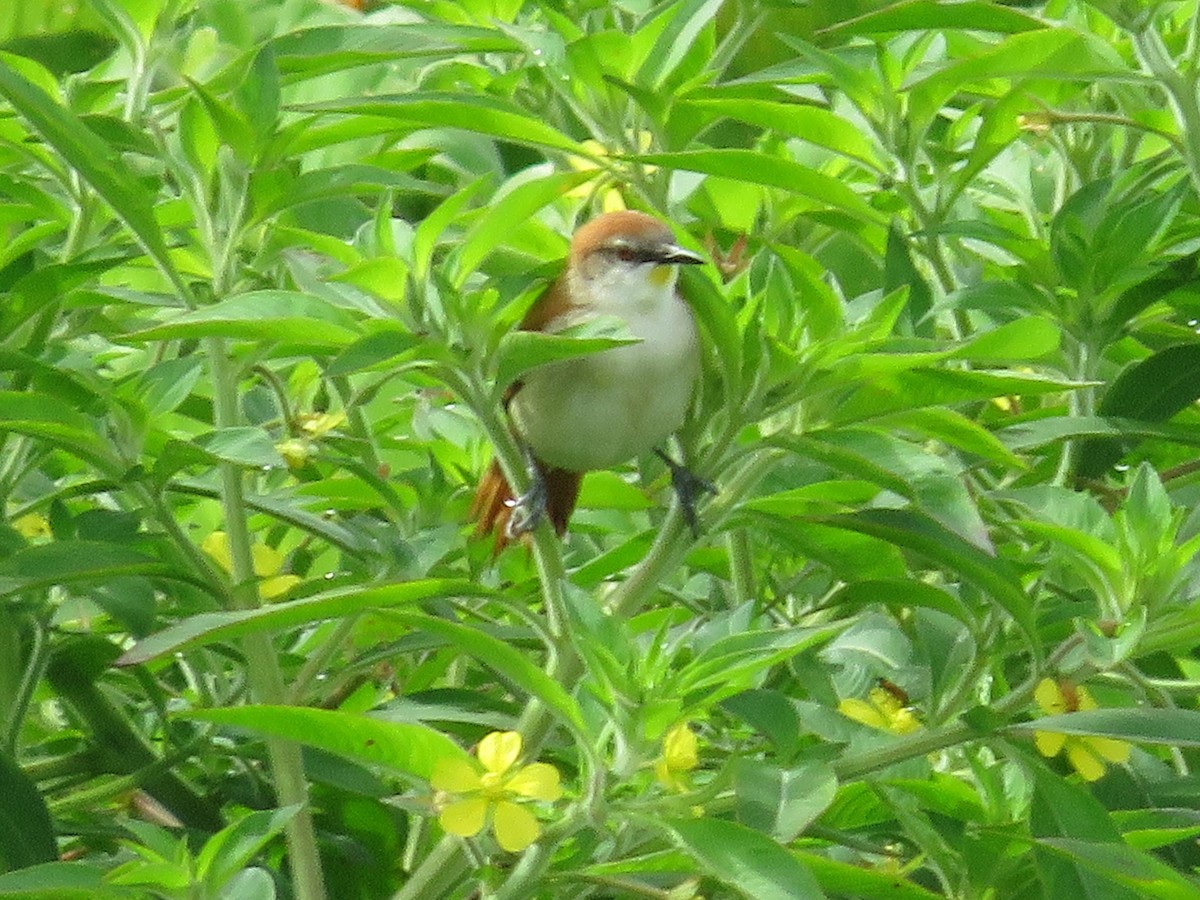 Yellow-chinned Spinetail - ML572297341