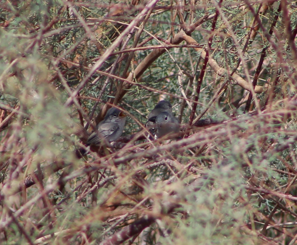 Black-tailed Gnatcatcher - Wally Birder