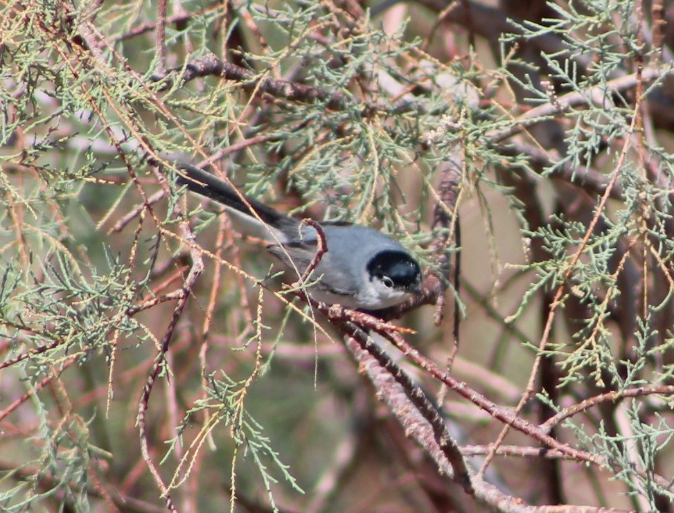 Black-tailed Gnatcatcher - Wally Birder