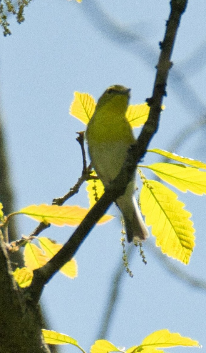 Vireo Gorjiamarillo - ML572299581