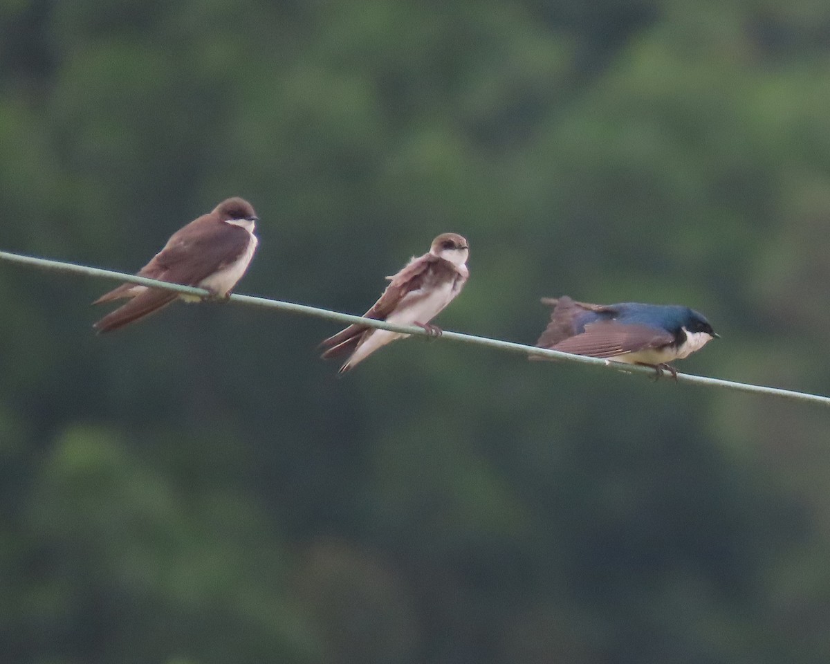 Bank Swallow - ML572300421