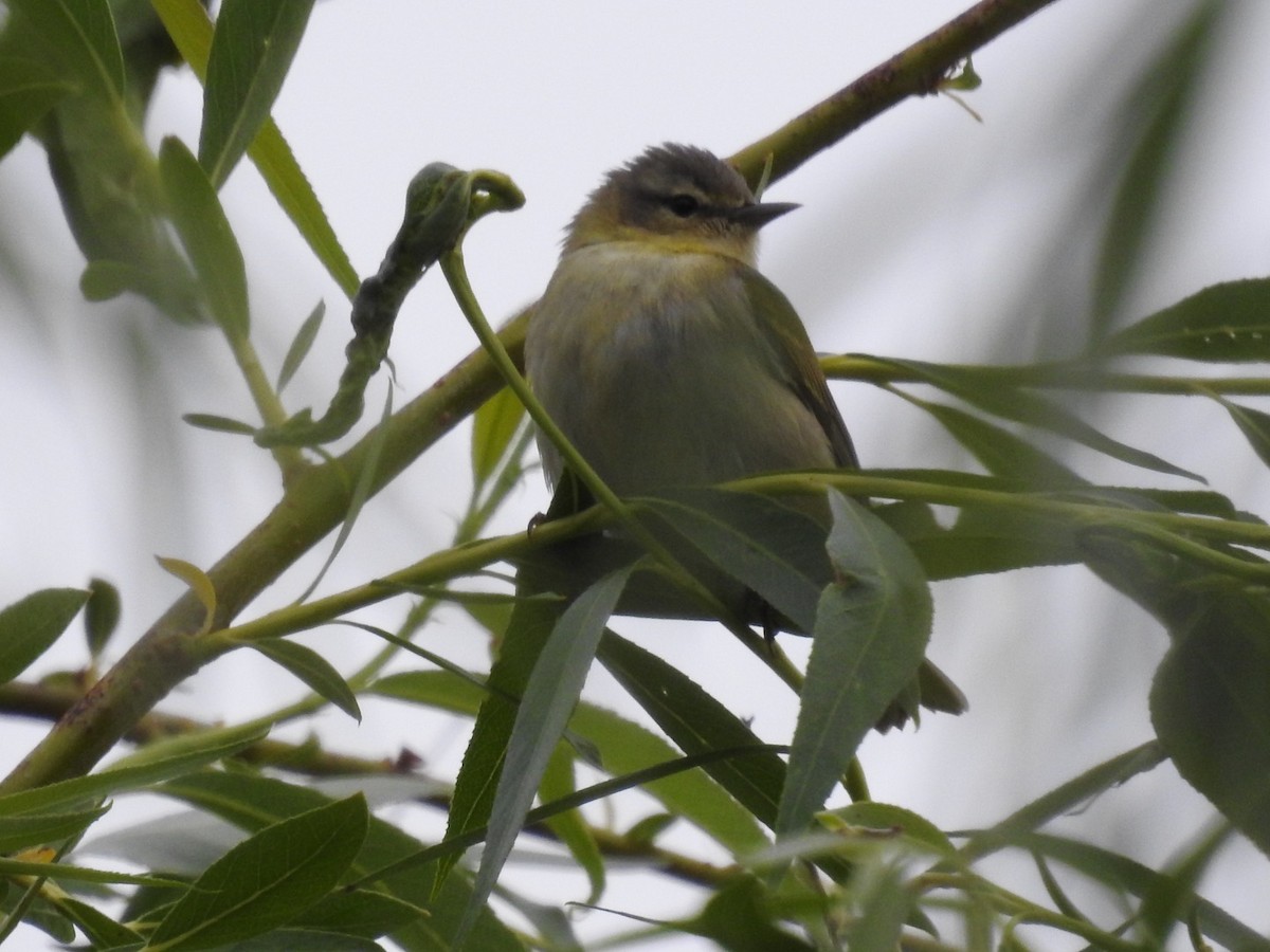 Tennessee Warbler - ML572300631