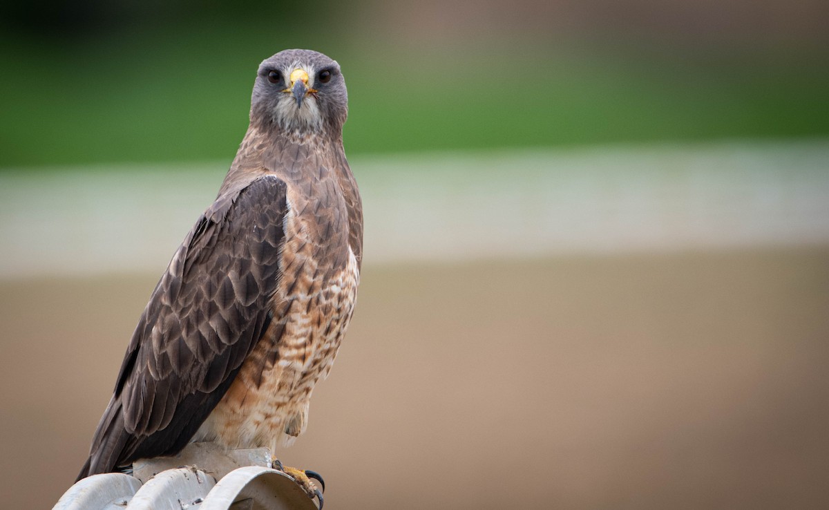 Swainson's Hawk - ML572301031