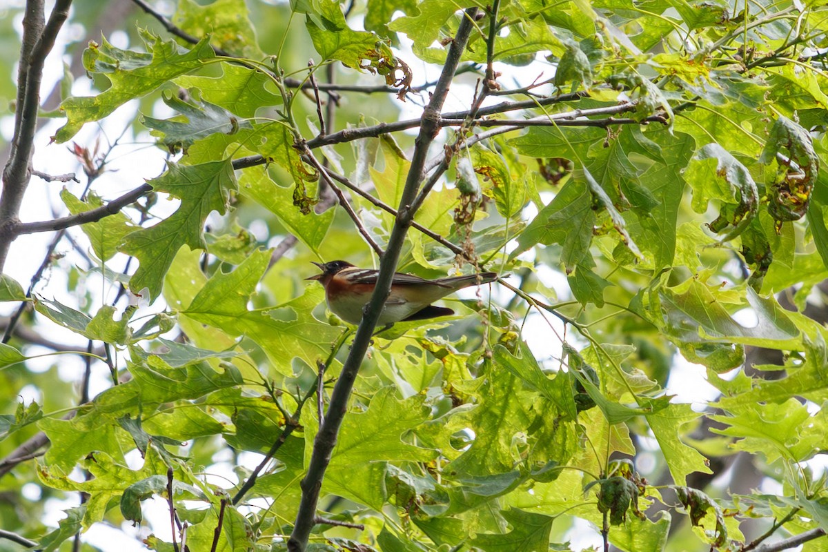 Bay-breasted Warbler - ML572301191