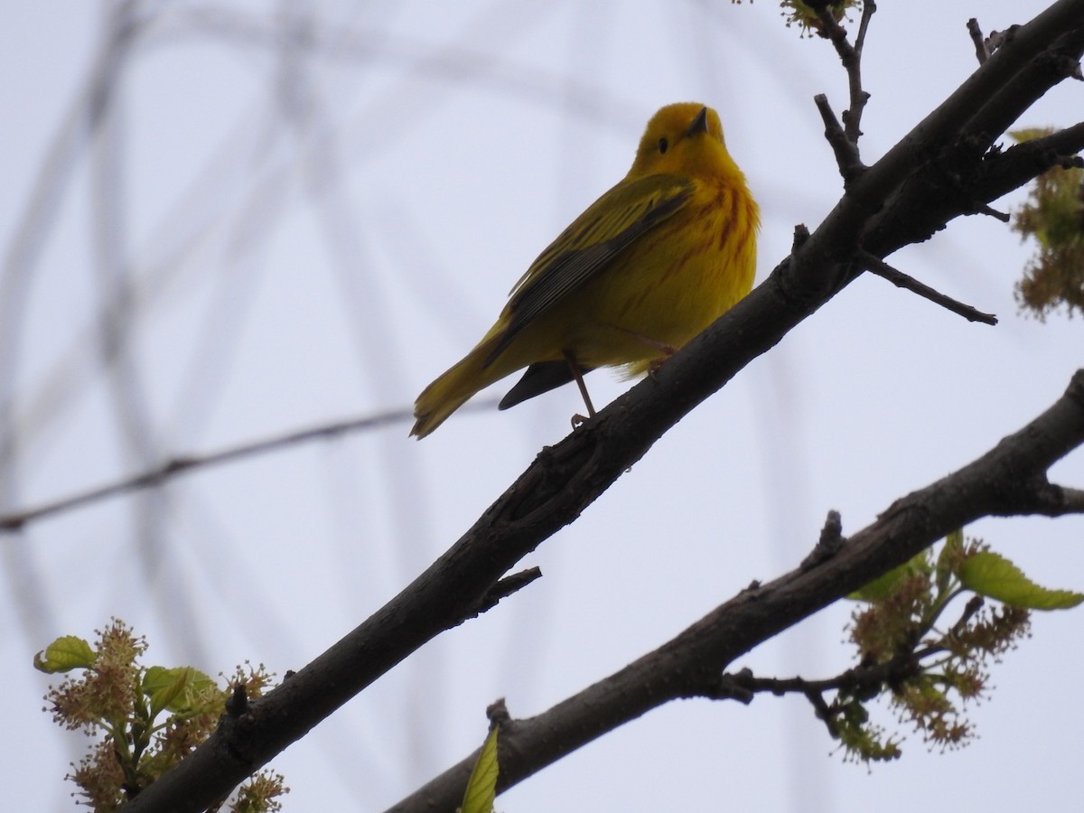 Yellow Warbler (Northern) - ML572301221