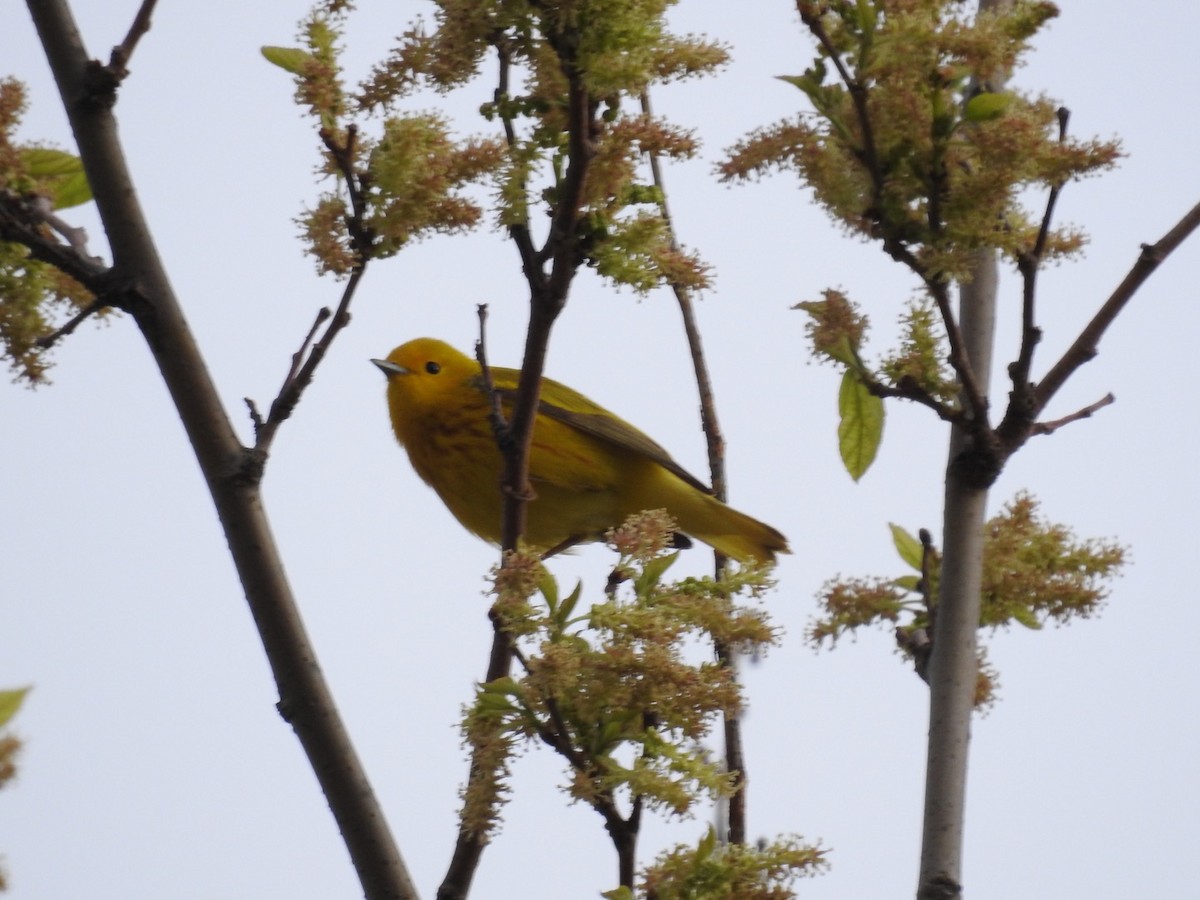 Yellow Warbler (Northern) - ML572301231