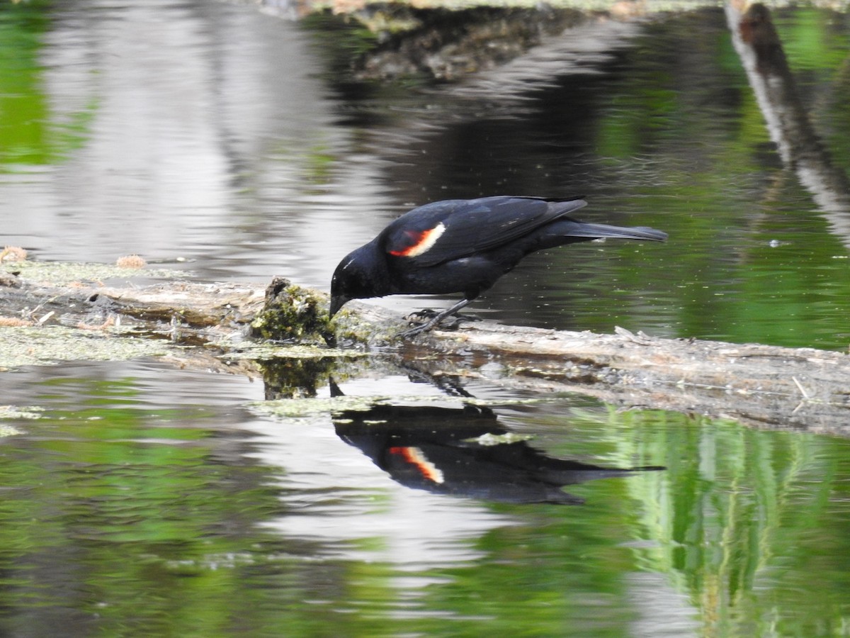 Red-winged Blackbird - ML572301581