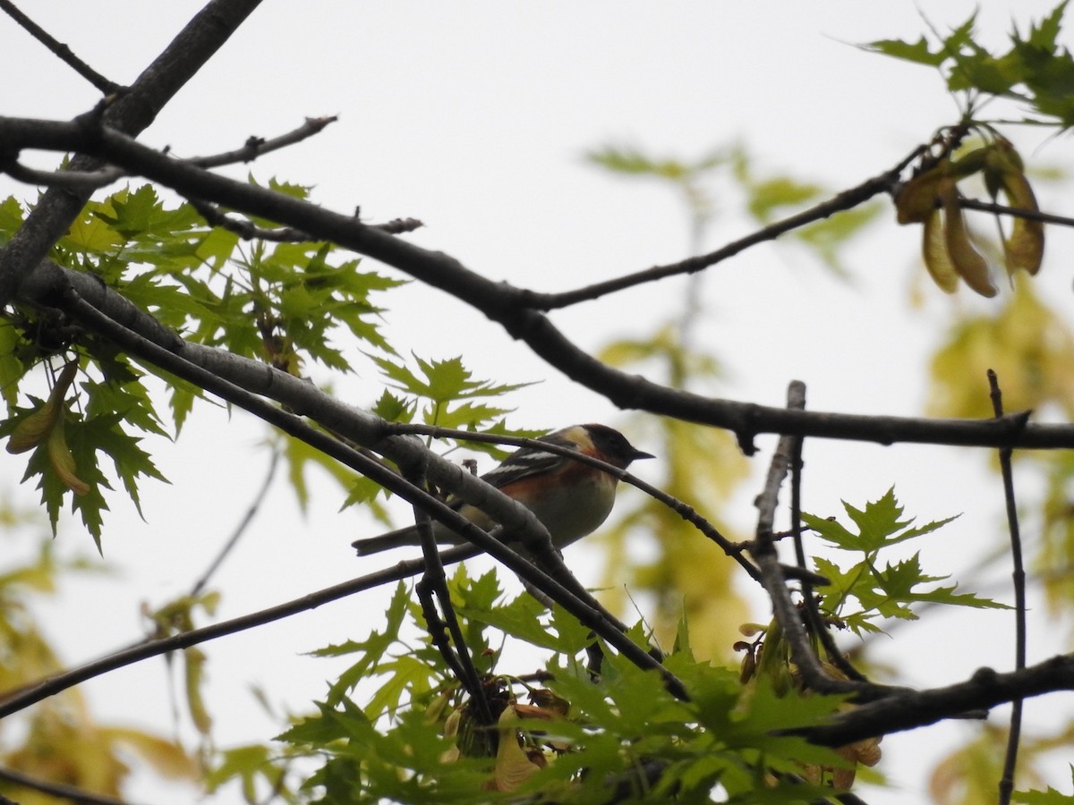 Bay-breasted Warbler - ML572301831