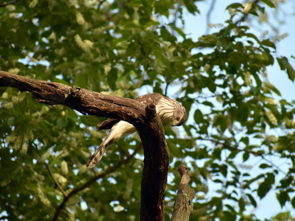 Cooper's Hawk - ML572301841