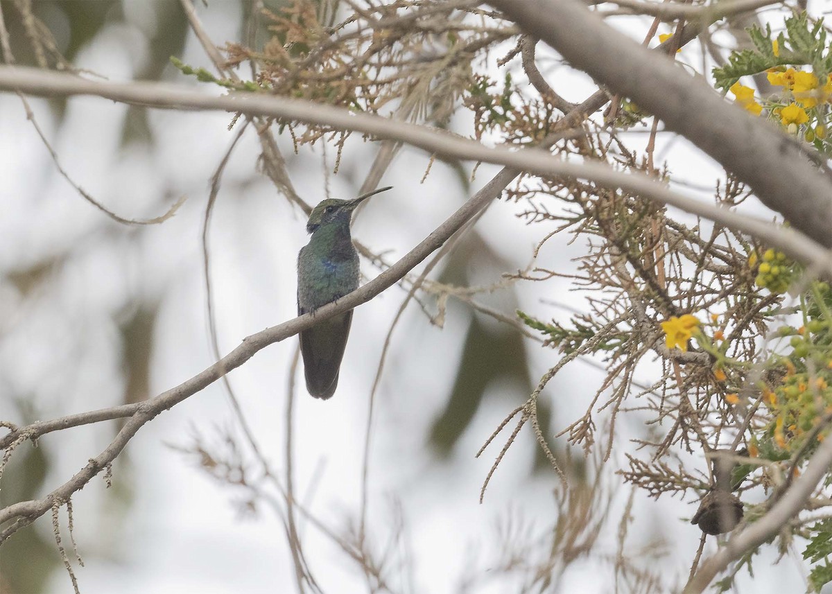 Sparkling Violetear - ML572302221