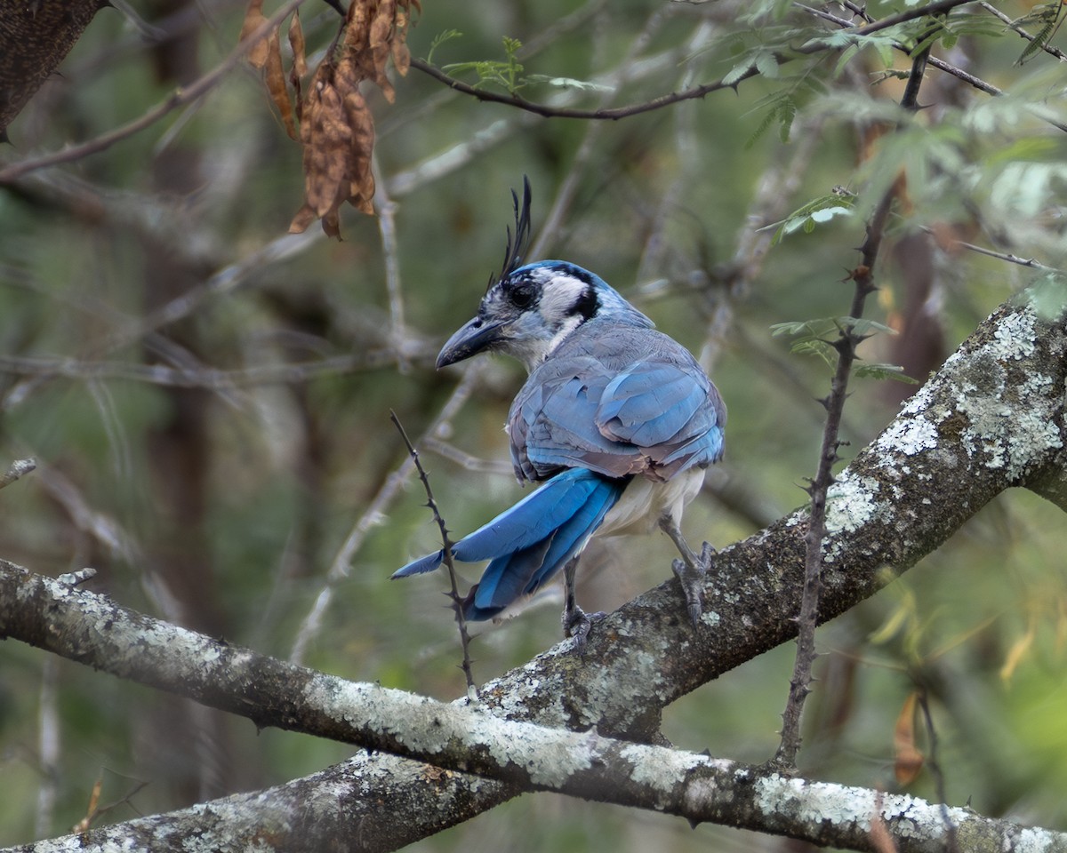 White-throated Magpie-Jay - ML572302301