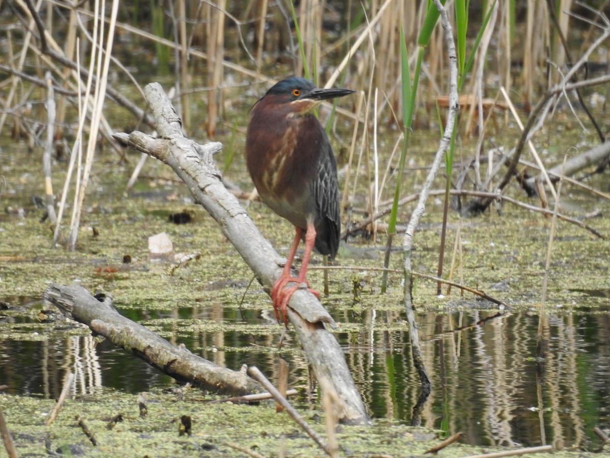 Green Heron - ML572302491