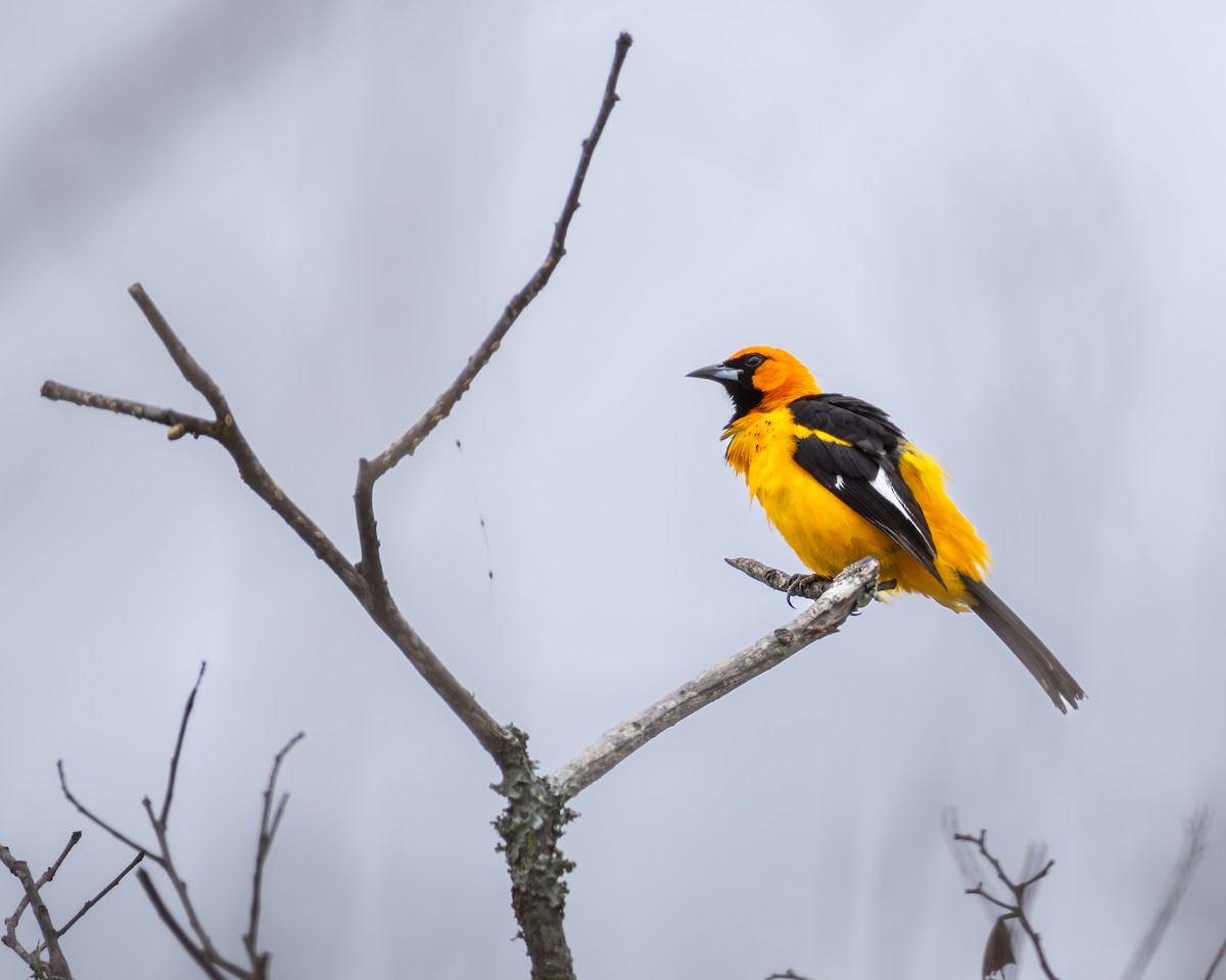 Spot-breasted Oriole - ML572303971