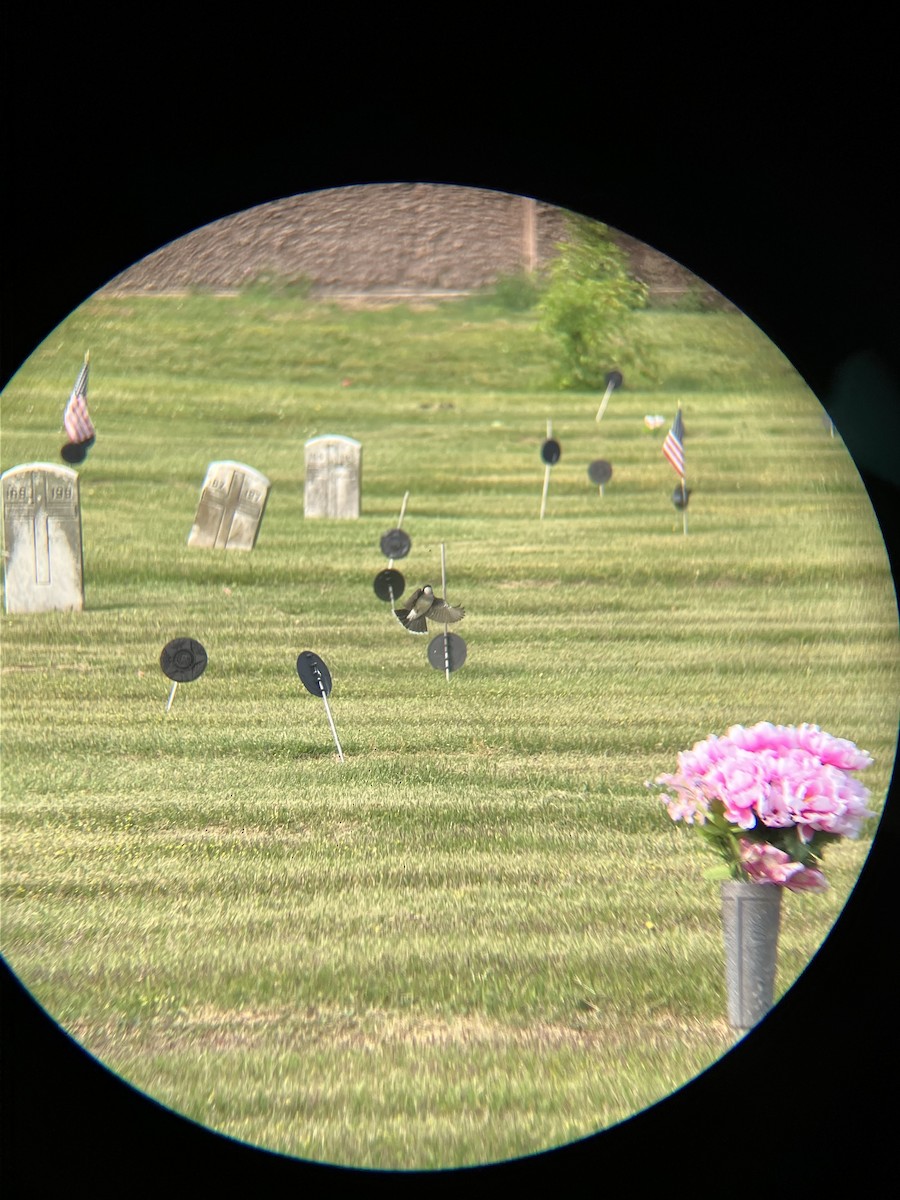 Eastern Kingbird - ML572304021
