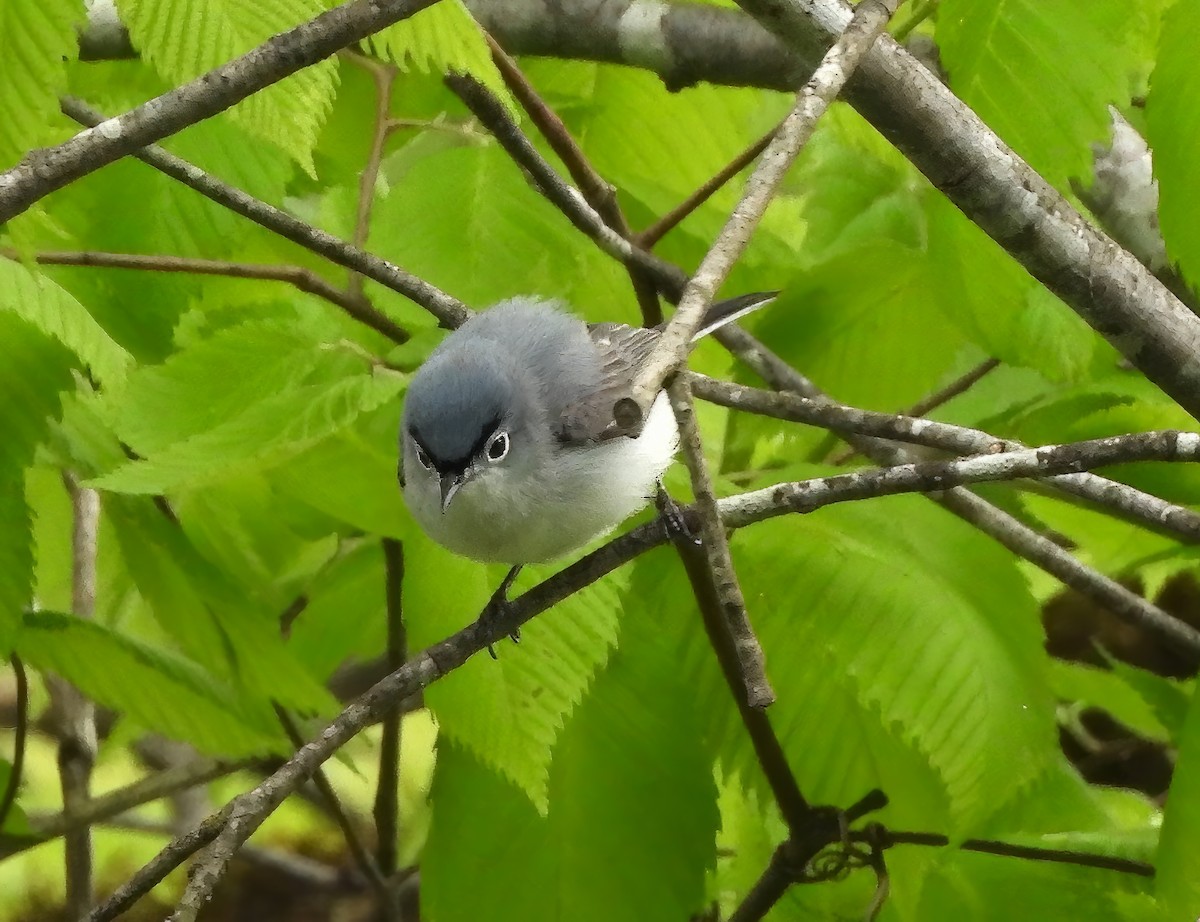 Blue-gray Gnatcatcher - ML572304941