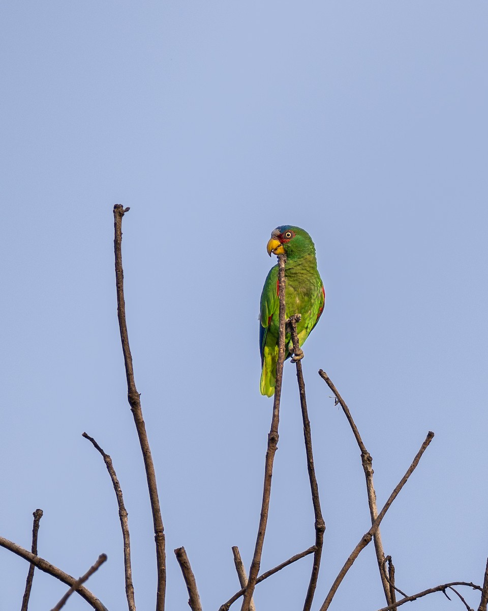 White-fronted Parrot - ML572305321