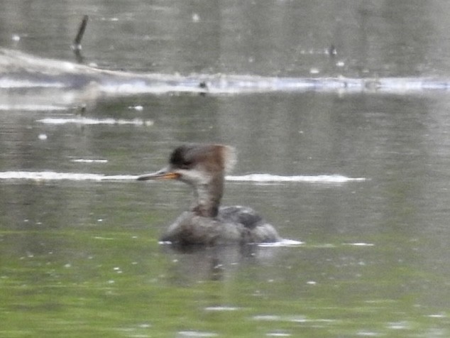 Hooded Merganser - ML572305521