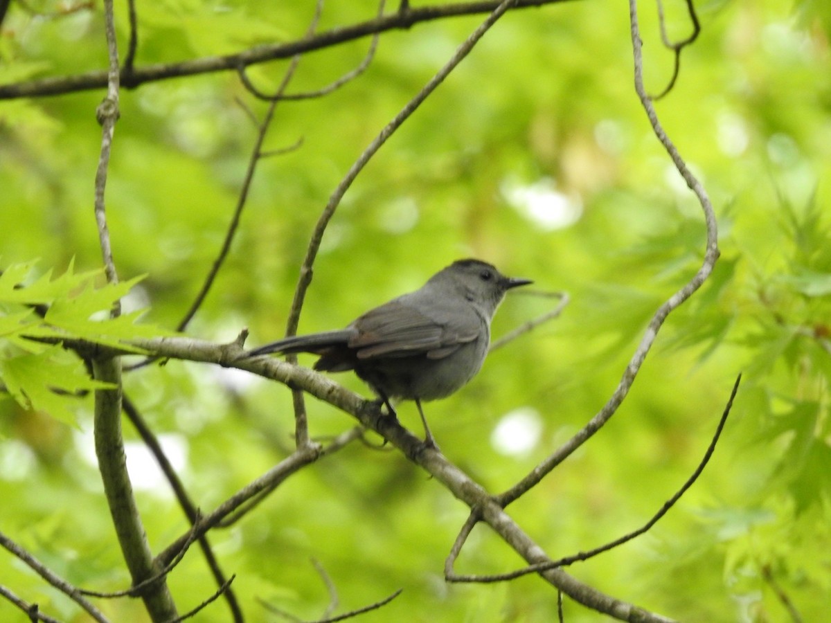 Gray Catbird - DEBBIE MC