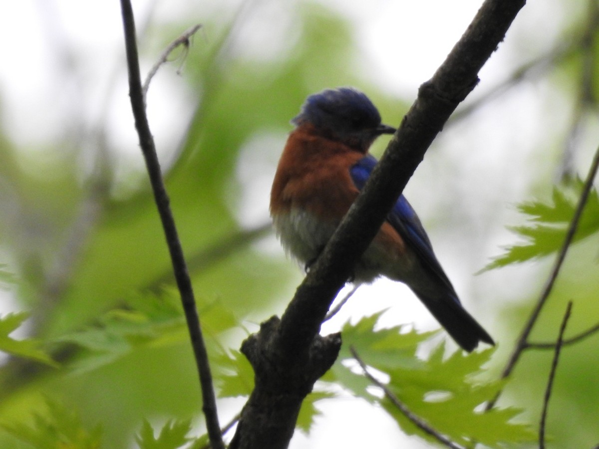 Eastern Bluebird - ML572309611