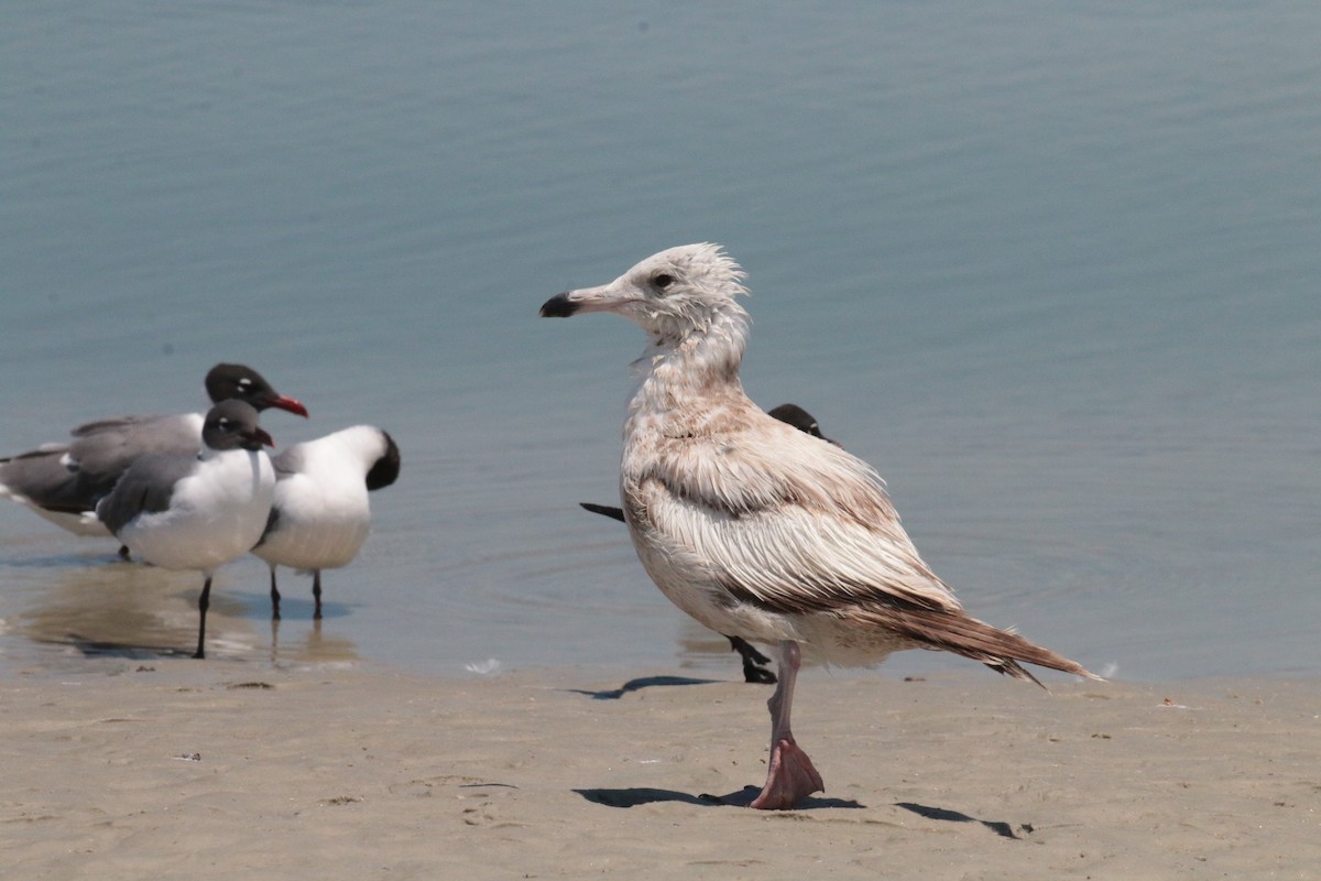 Herring Gull - ML57231011