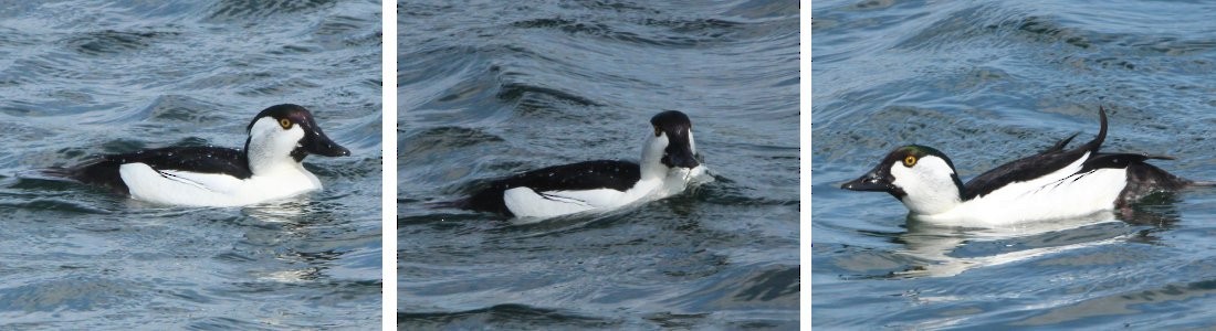 Bufflehead x Common Goldeneye (hybrid) - ML572310471