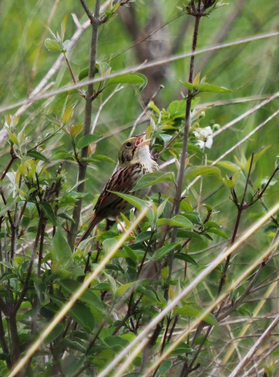 Henslow's Sparrow - ML572310491