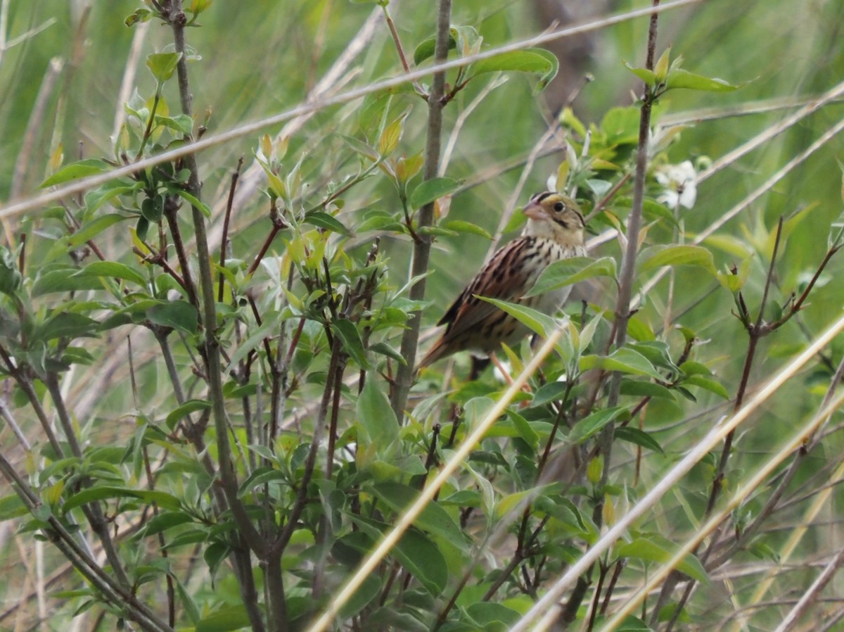 Henslow's Sparrow - ML572310531