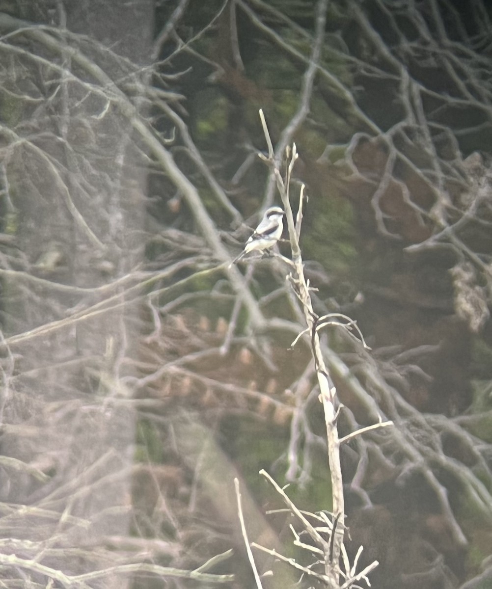 Loggerhead Shrike - ML572310551