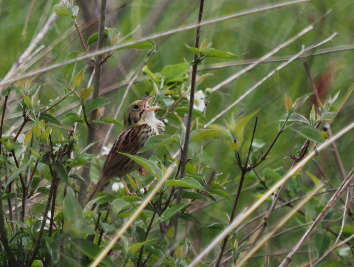 Henslow's Sparrow - Jeffery Sole