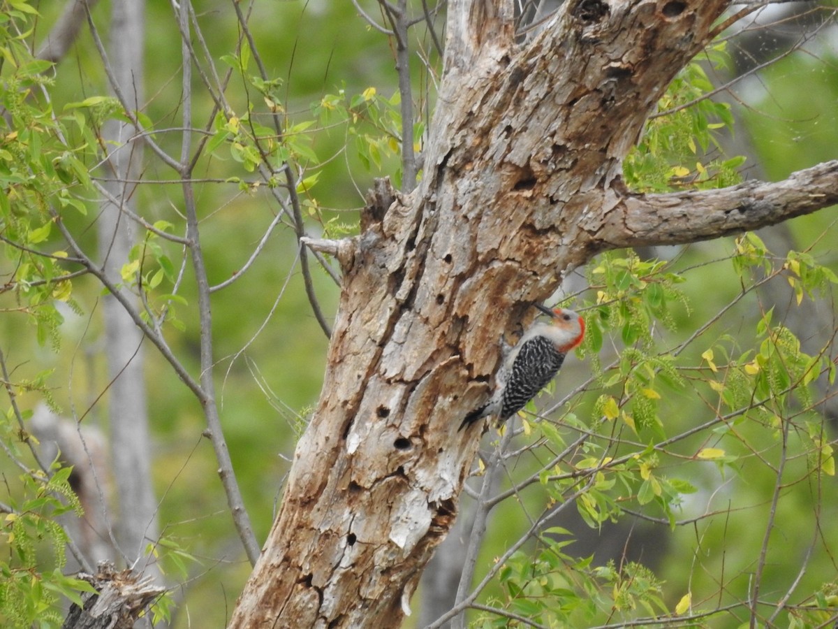 Red-bellied Woodpecker - ML572310701