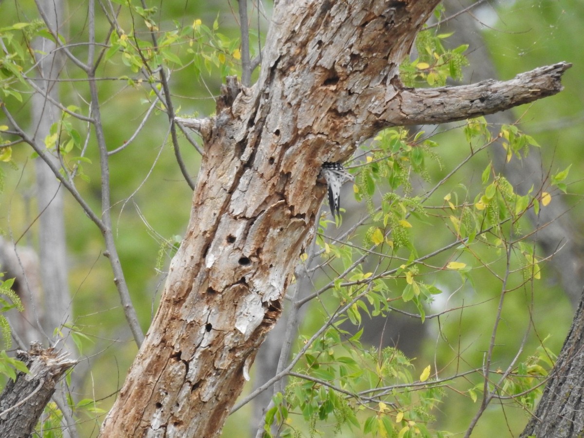 Red-bellied Woodpecker - ML572310711