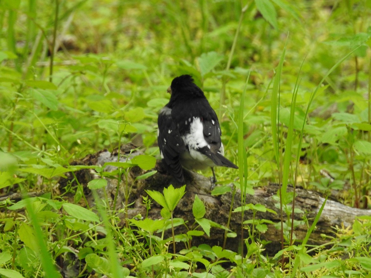 Rose-breasted Grosbeak - ML572311061