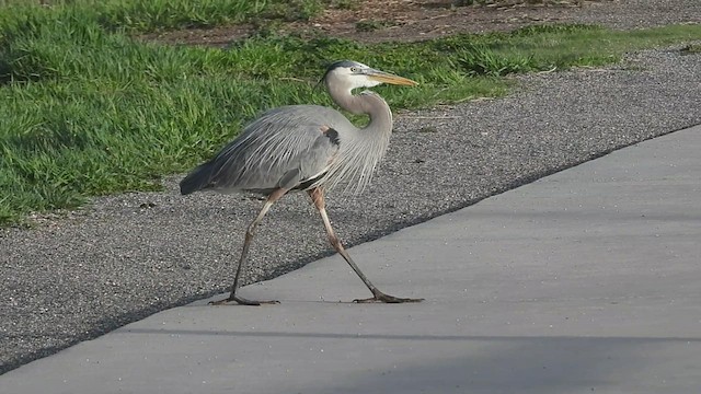 Great Blue Heron - ML572311601