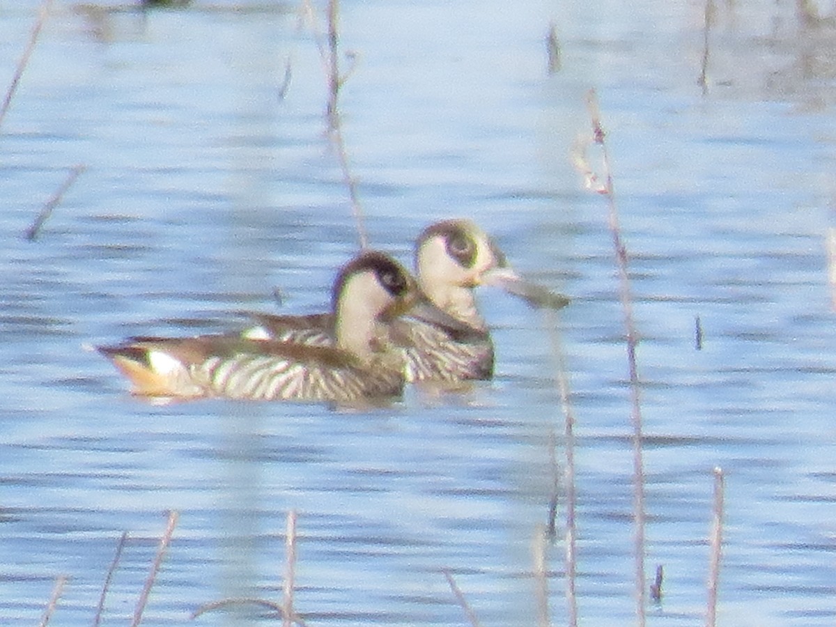 Pink-eared Duck - ML572311691