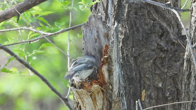 Black-capped Chickadee - ML572311701