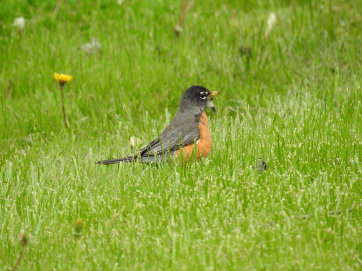 American Robin - ML572312081