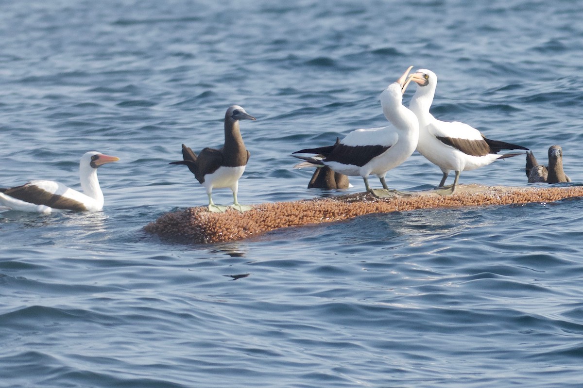 Brown Booby (Colombian) - ML572312221