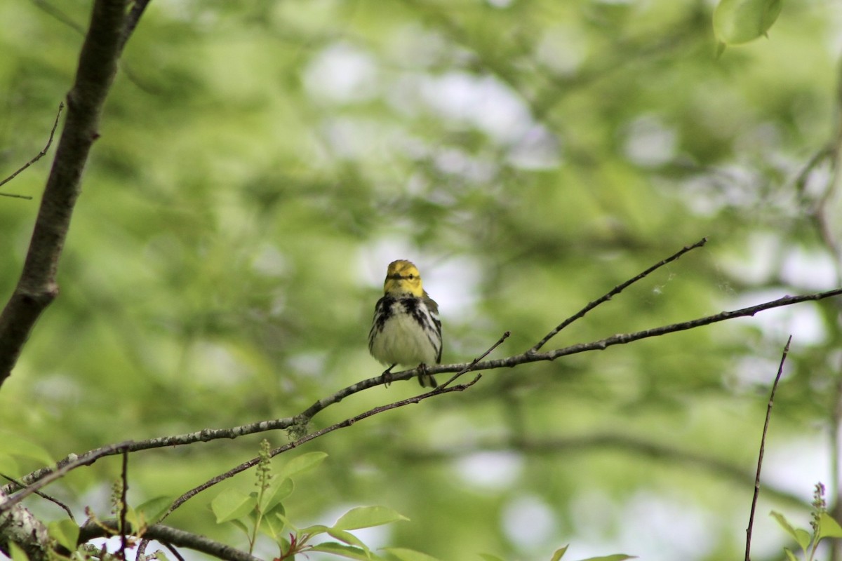 Black-throated Green Warbler - Mike McBrien