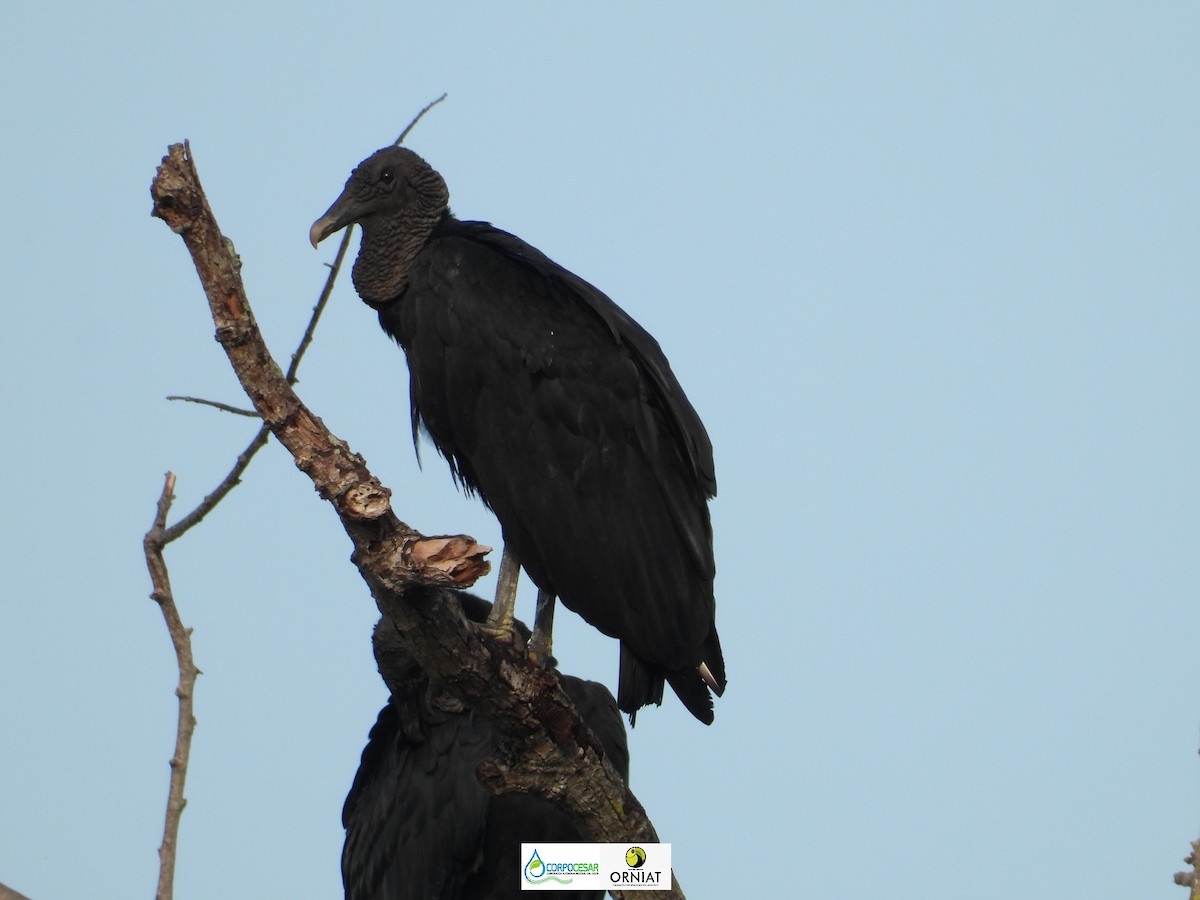 Black Vulture - Pablo Cesar Lagares Ortega