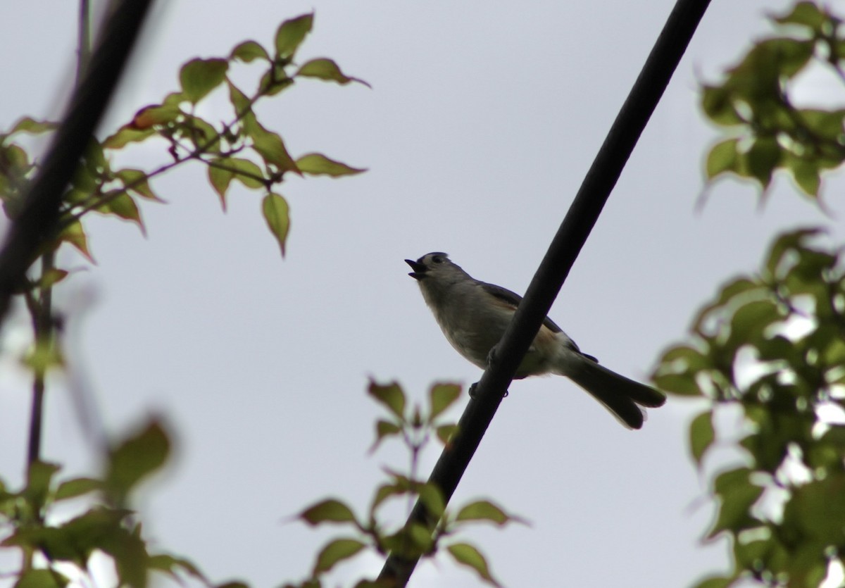 Tufted Titmouse - Mike McBrien