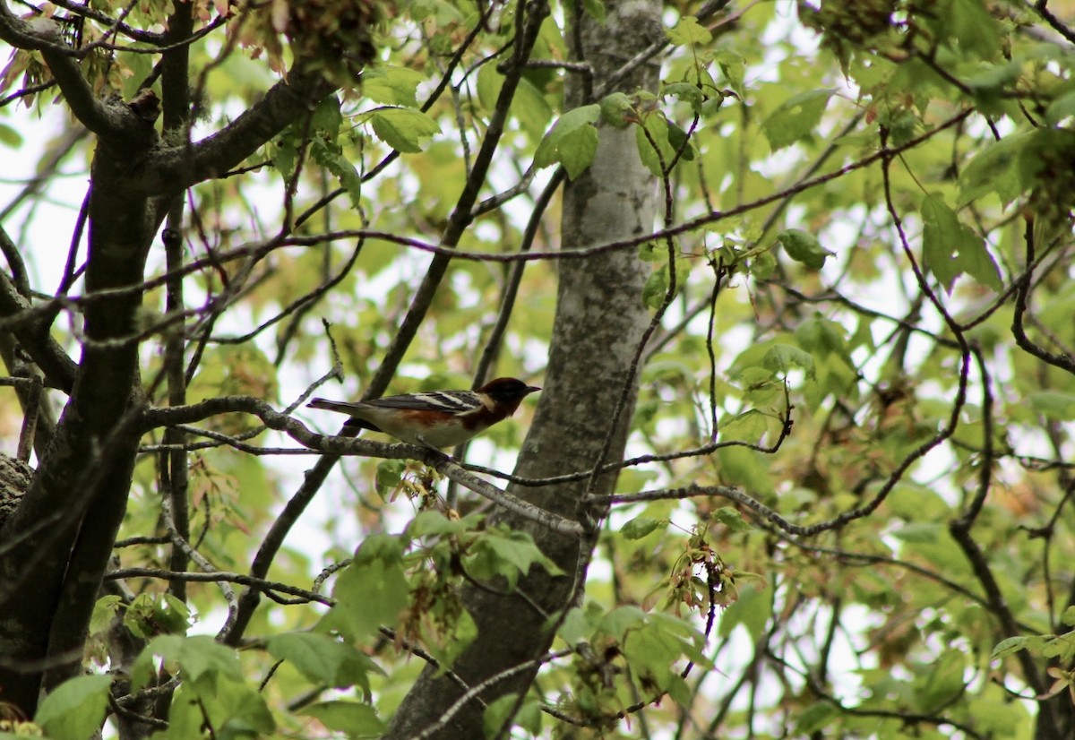 Bay-breasted Warbler - Mike McBrien