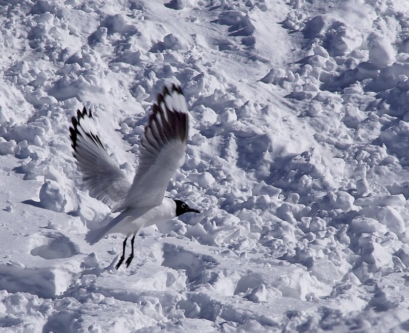 Andean Gull - ML572313391