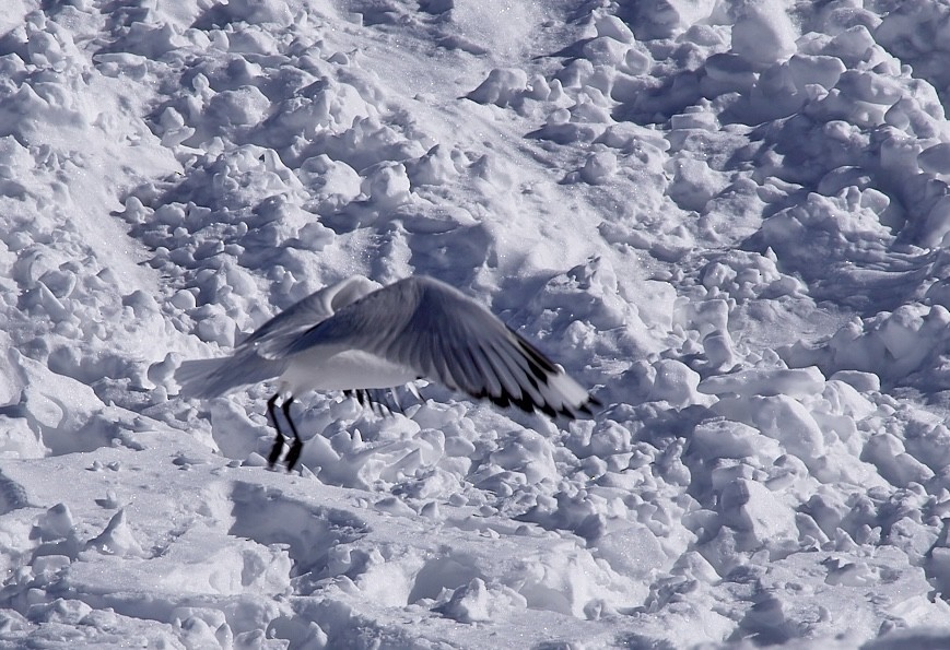 Andean Gull - Angélica  Abarca