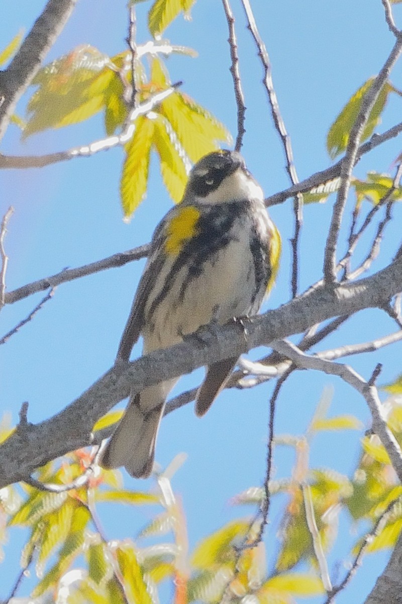 Yellow-rumped Warbler - John Gordinier