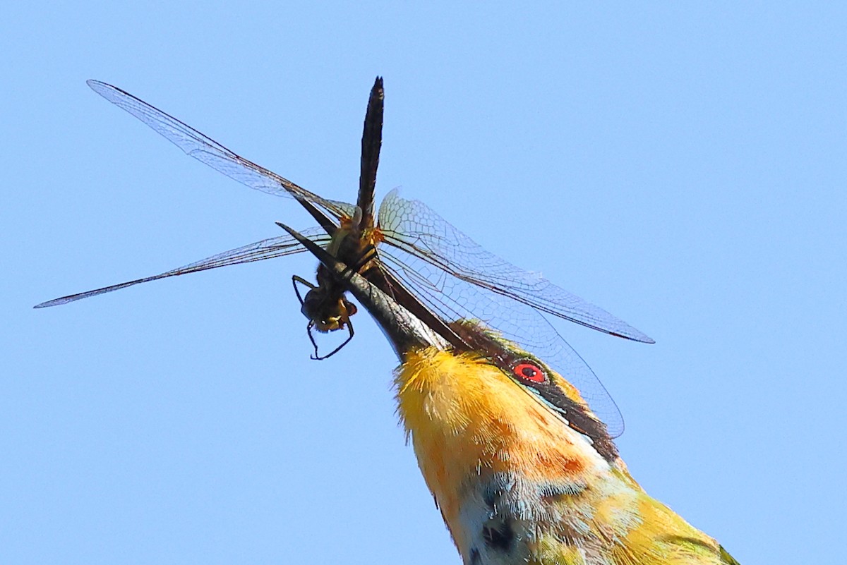 Rainbow Bee-eater - ML572313721