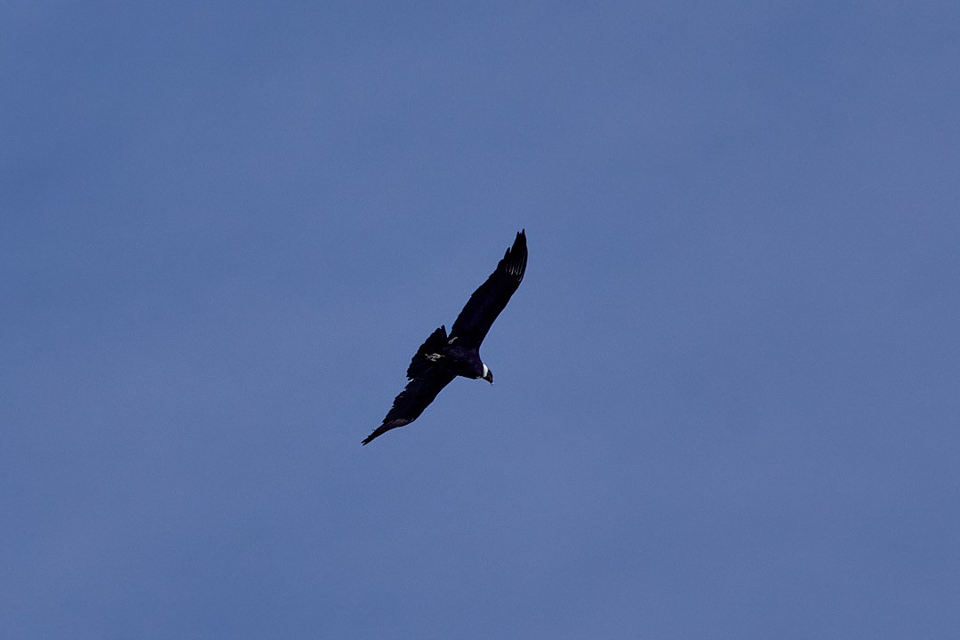 Andean Condor - Angélica  Abarca
